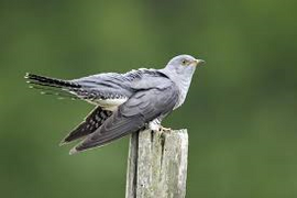 鳥の鳴き声と音楽（その2）