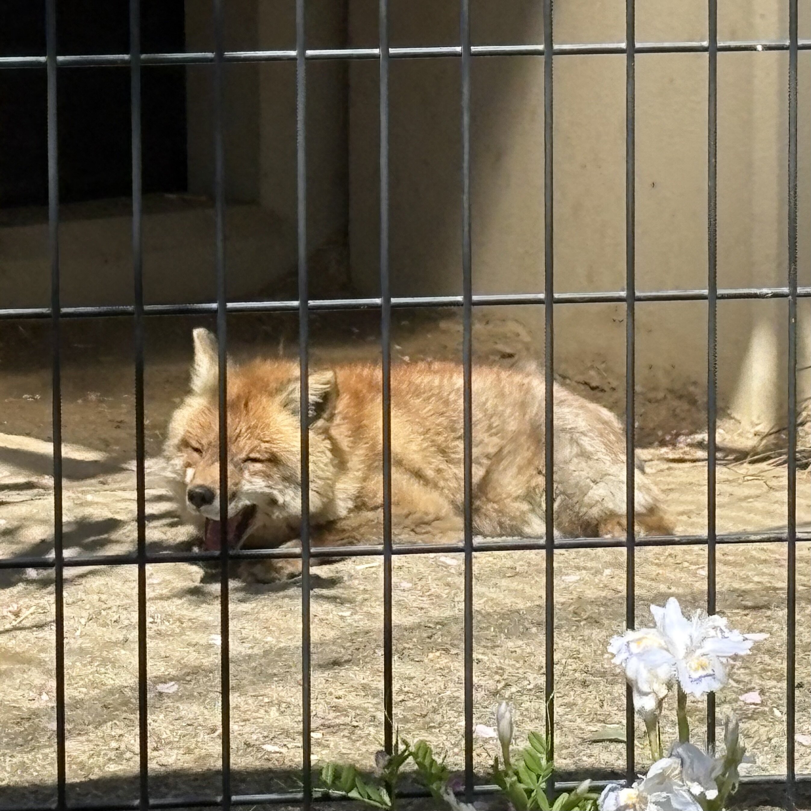 IMG_6305.jpeg