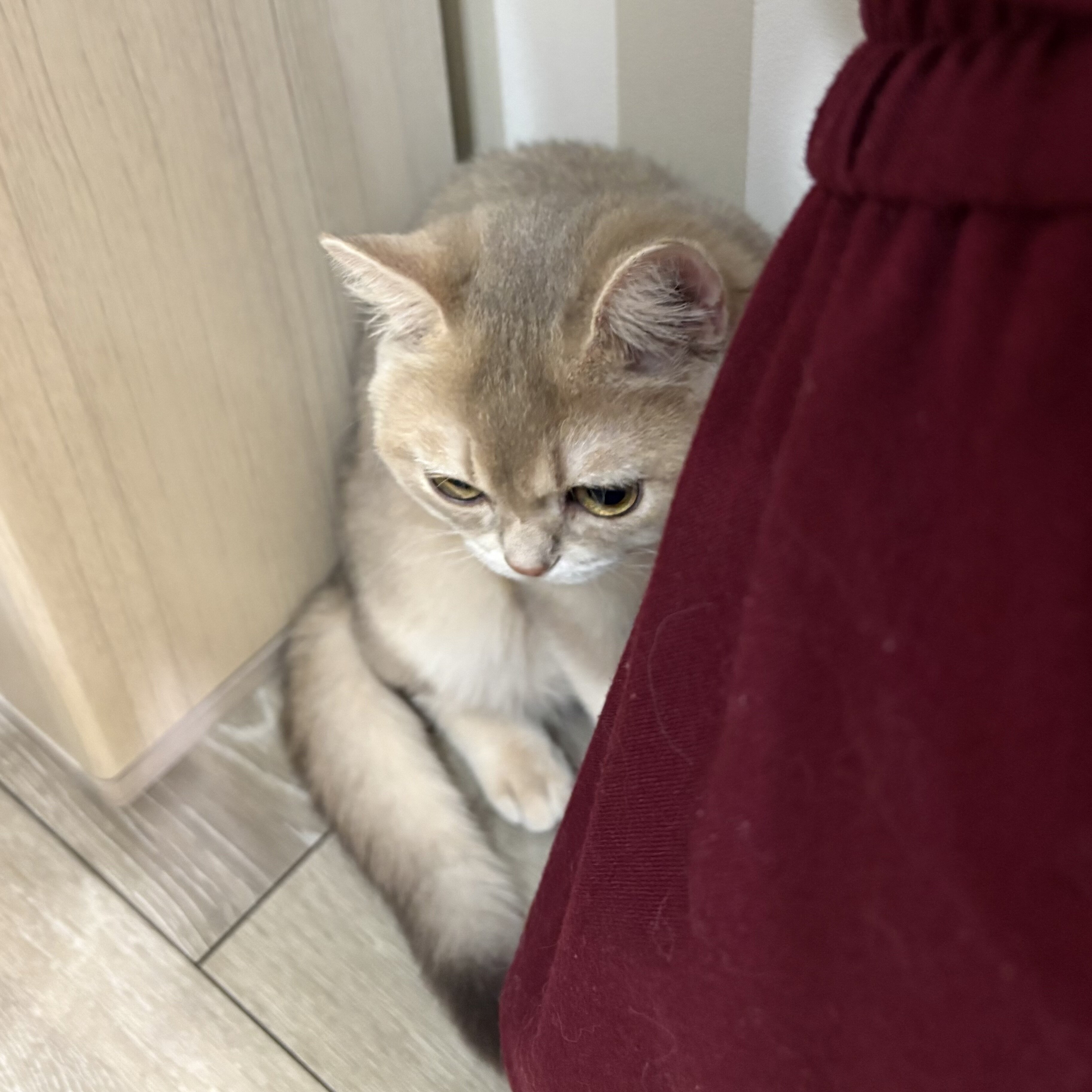 IMG_6582.jpeg